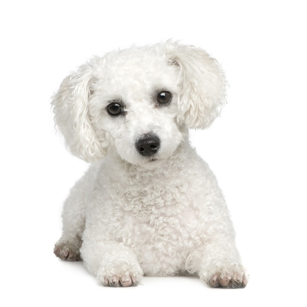 Bichon Havanais